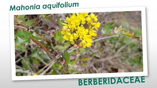 Oregon grape Mahonia aquifolium beautiful evergreen shrub native to Western North America aggressive