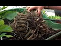 How to split dahlia tubers - Plantpassion