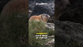 Hibernation Wonders: The Remarkable Lives of Marmots|  #shorts #facts #marmot #