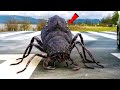 दुनिया के 5 सबसे खतरनाक कीड़े ( जिन्हें आप पहली बार देखोगे ) Most DANGEROUS Bugs Around The World