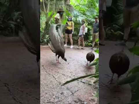 Most Beautiful And Unique Peacock