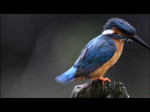 Eisvogel (Alcedo atthis) von Christian Lbke