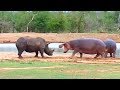 5 PELEAS ENTRE ANIMALES CAPTADAS EN VÍDEO