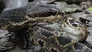 Cottonmouth vs Rattlesnake 05 - Cottonmouth Kills & Eats Rattlesnake