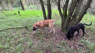 Boerboels in the Wild! by Pawfextion 659 views 7 months ago 1 minute, 54 seconds