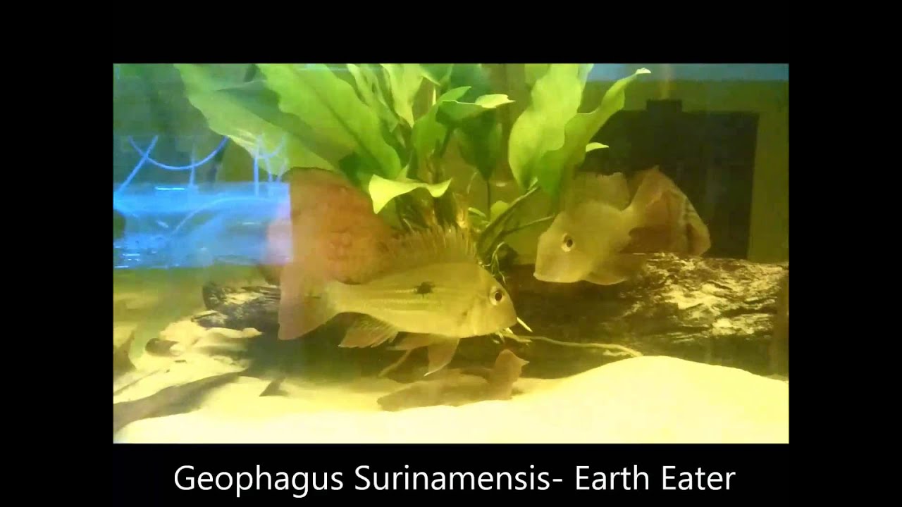 Geophagus Earth Eating American Cichlids, Shrimplovers Australia - YouTube