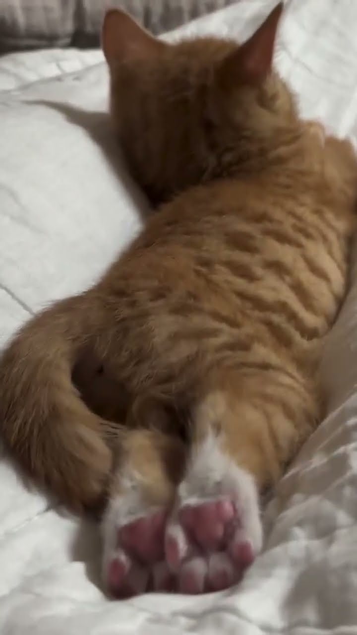 C'est magnifique vidéo chat