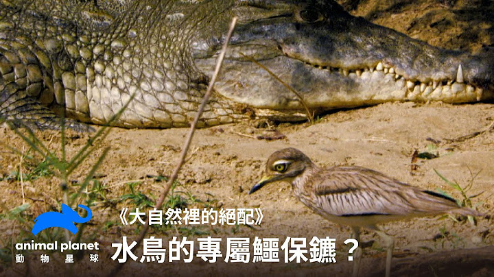 《大自然裡的絕配》遠親不如近鄰？尼羅鱷化身水鳥貼身保鑣！｜動物星球頻道 - 天天要聞