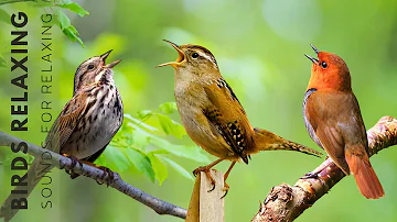 Beautiful Birds Singing - Relaxing Birds Sound, Stress Relief, Calming Nature Sounds 24 Hour