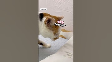 21세 노묘 메소_의사표현 잘 하는 고양이_ A very expressive cat