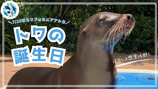オウオウアシカ 誕生日】カリフォルニアアシカ「トワ」6歳の誕生日