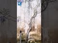 🎨🤯 Wait… these flowers are not true?