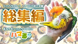 シロハラインコの魅力が分かる❣「2023上半期ノア総集編」未公開映像多数 WhiteBellied Caique