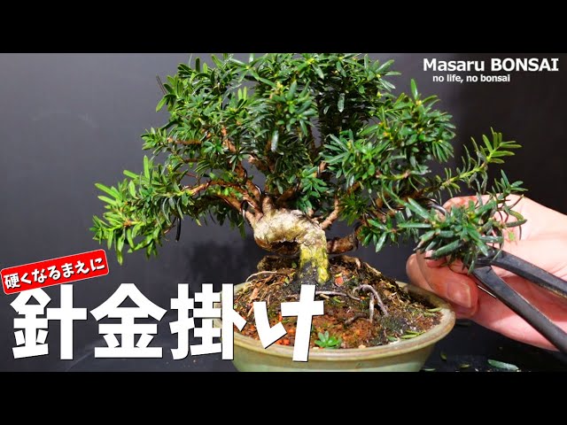 盆栽 硬くなるまえに針金掛け。イチイ Japanese Yew. 2022.10.30 - YouTube