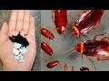 ಹೀಗೆ ಮಾಡಿದರೆ ಜಿರಲೆ ,ಇರುವೆ ನುಸಿ. ಎಲ್ಲದರಿಂದ ಮುಕ್ತಿ How to get rid of cockroach.fly.ants permanently