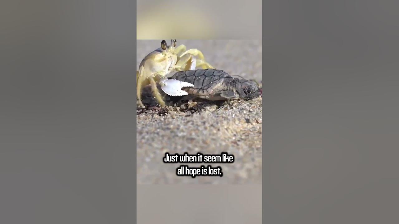 Struggling baby sea turtle saved by unlikely hero 🦀 🐢 #Shorts