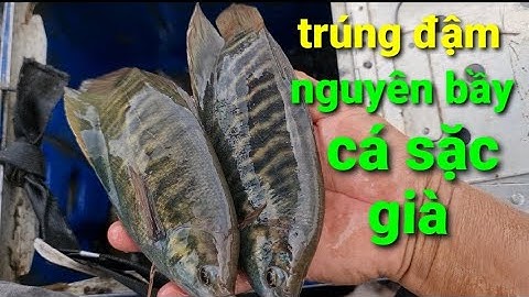 câu cá sặc rằn tại đập sông mây, trúng đậm bầy cá già @TAMCARO