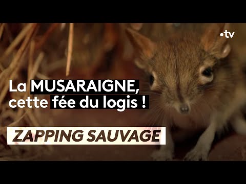 Vidéo: Est l'apprivoisement de la musaraigne ?