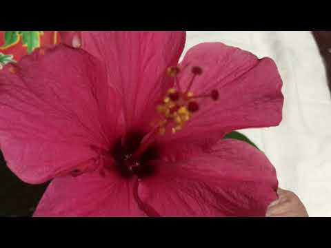 Video: Rose Of Sharon Companion Planting - Mga Halamang Mahusay na Lumalago Kasama ng Rose Of Sharon