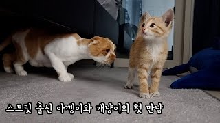 다 큰 고양이와 새끼 길고양이 합사 가능한가요? by 미유미-lab [고양이 연구소] 4,326 views 6 months ago 5 minutes, 4 seconds