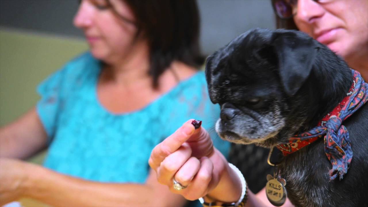 dog videos to show your dog The Honest Kitchen Talking Dogs