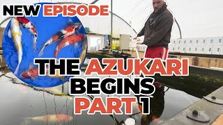 THE AZUKARI KOI POND BEGINS!!! (Part 1)