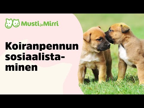 Video: Siirry Luokkaan - Pentujen Koulutus Ja Sosiaalistaminen Puhtaasti Pentu