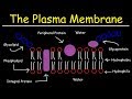 Fluid Mosaic Model of the Plasma Membrane - Phospholipid Bilayer