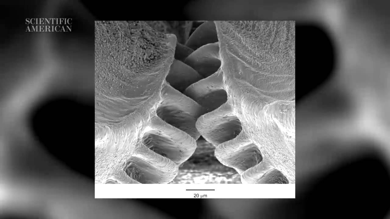 Functioning 'mechanical gears' seen in nature for the first time