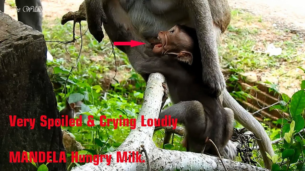 petco hours The Most Spoiled & Cried Loudly Baby MANDELA Hungry Milk/ MANDELA Requesting Mom Milking&Nursing Him