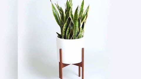 THUỐC CHỮA RẮN CẮN ĐỘC CỠ NÀO CŨNG CHỮA ĐƯỢC -CÂY LƯỠI HỔ