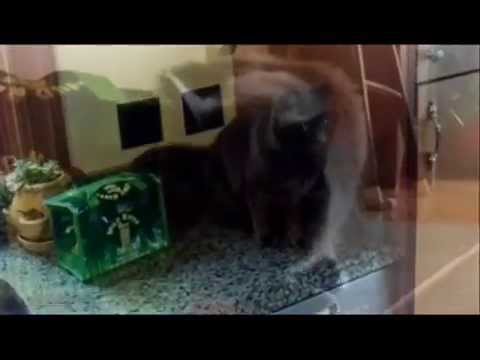 Wild Kitty Cat Food 2014