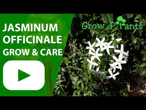 Jasminum officinale - grow & care (Jasmine plant)