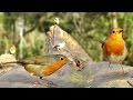 Videos for Cats to Watch - Birds Chirping on The Fallen Tree