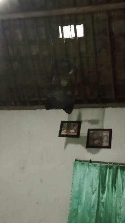 cucak kopi jantan, memanggil betina