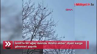 Konuşan Karga - Crow Talking