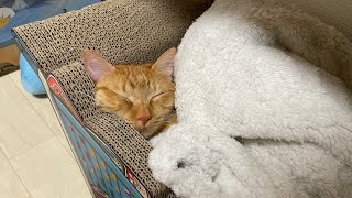 猫用毛布買ってあげたらこうなった笑