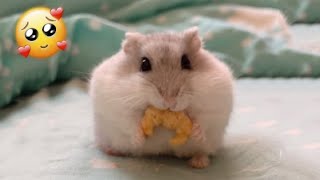 Hamster loves croissant 🥐