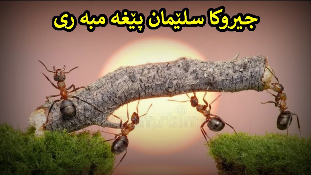 جيروكاسليمان پيغه مبه رى سلاف ليبن_ماموستاتحسين إبراهيم دوسكى