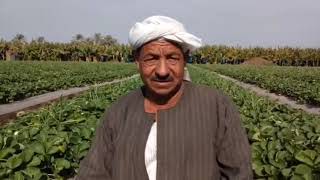 ملف كامل عن زراعة الفراولة للتصدير واسرار زراعة الفراولة مع خبراء زراعة الفراولة في مصر