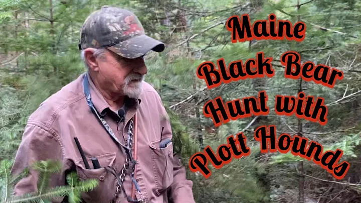 Maine Black Bear Hunt with Plott Hounds: Treed