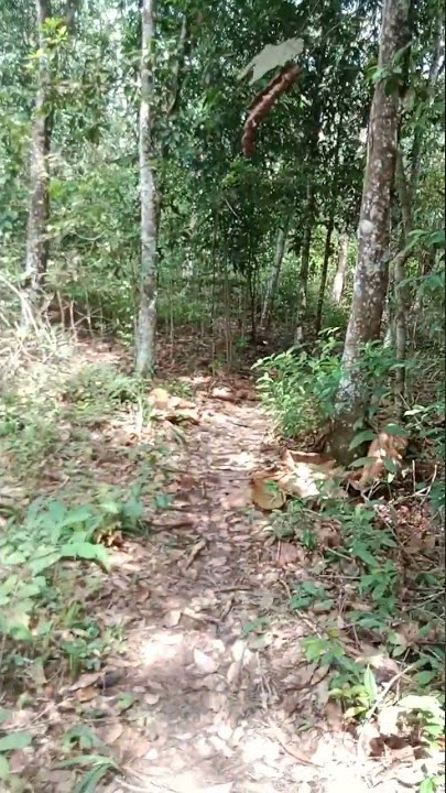 story wa, mentahan prank tersesat di hutan