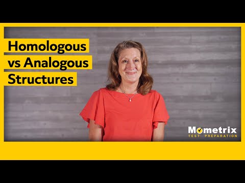 Homologous vs. Analogous Structures