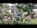 ✂️ ~ How to Prune Rhododendrons ~ ✂️