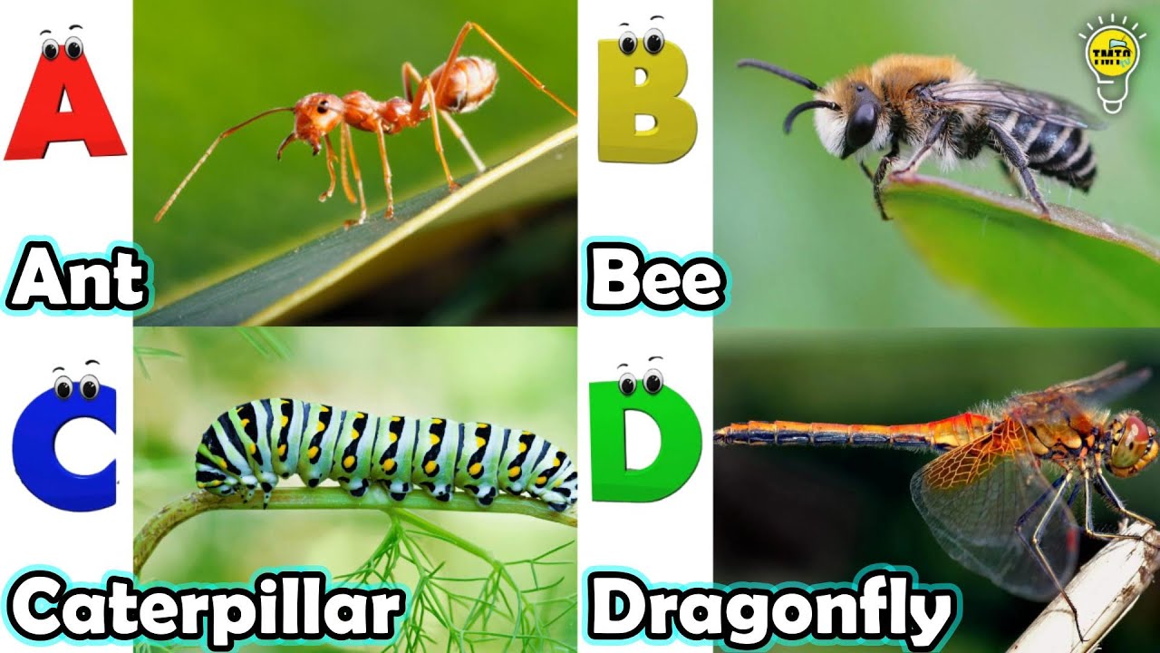 Phonics Insect Abc Insect Song | A to Z Insects Song | Insects Alphabet song | Phonics ...