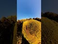 MiniVlogz91 - Harley Pan America Ride 🏍️ | DJI Avata 360 + Cow Encounter 🐄