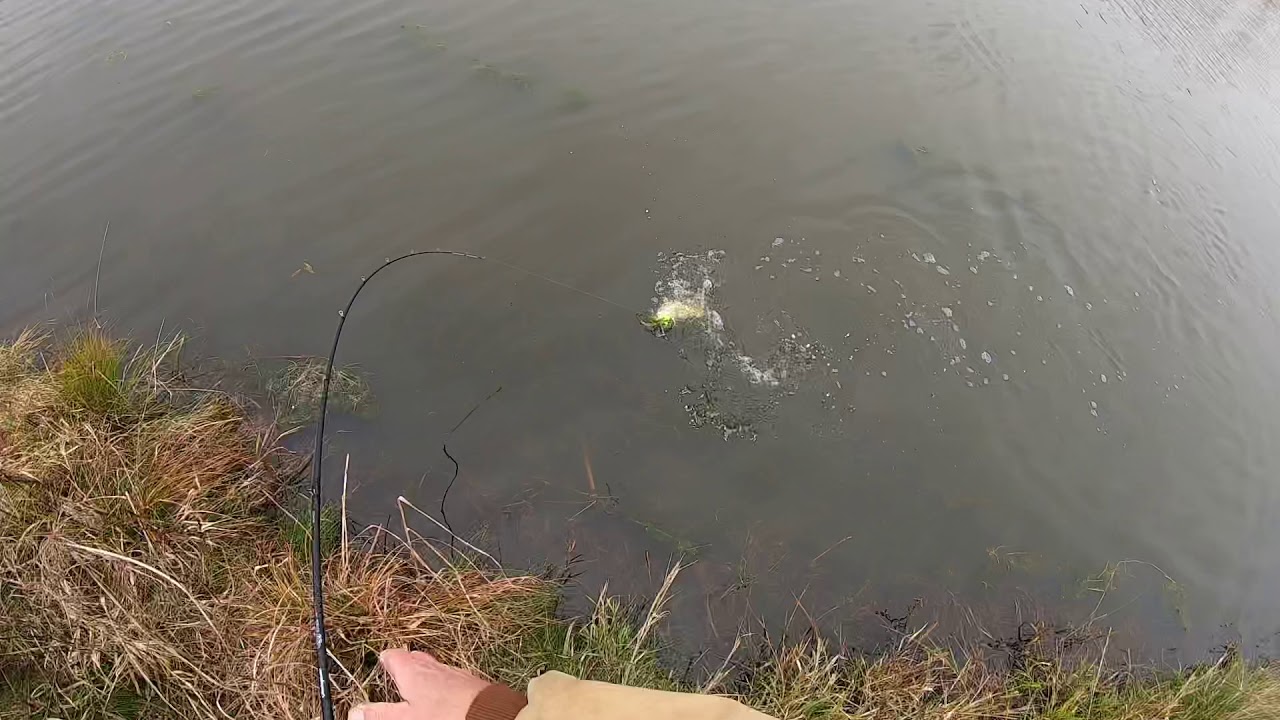 Pond fishing for Largemouth Bass 