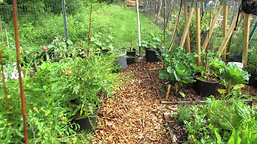 My Community Garden Plot Episode 7: Airflow Pruning, Hand Sprayers & Side Dressing with Lime