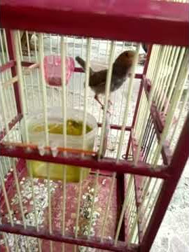 Prenjak Sepasang Gacor (speed)