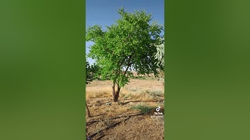 ايات من سورة الانعام قراءة حدر  / ابراهيم بن شداد